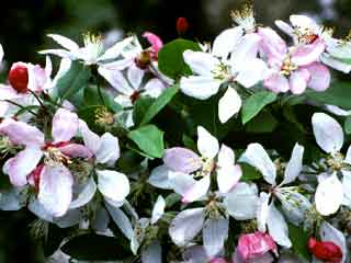 Malus floribunda