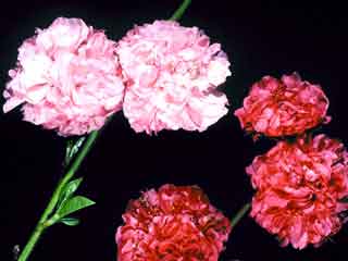 Prunus dulcis