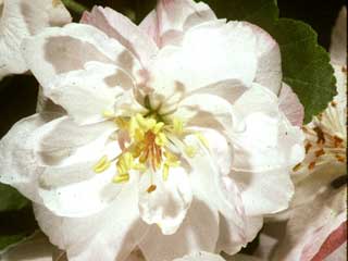 Malus ioensis 'Plena'