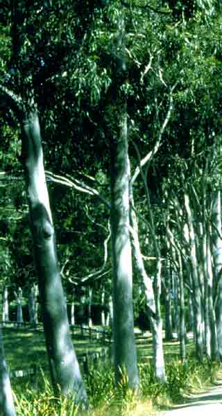 Corymbia citriodora