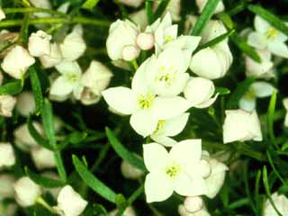 Boronia pinnata