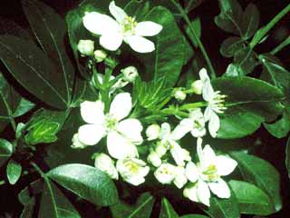 Choisya ternata