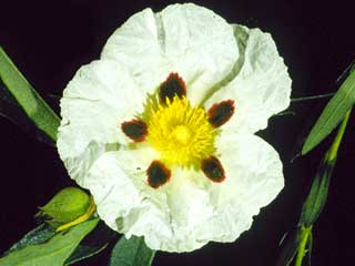 Cistus ladanifer