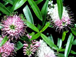 Hebe 'Carnea'