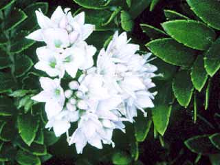 Hebe diosmifolia