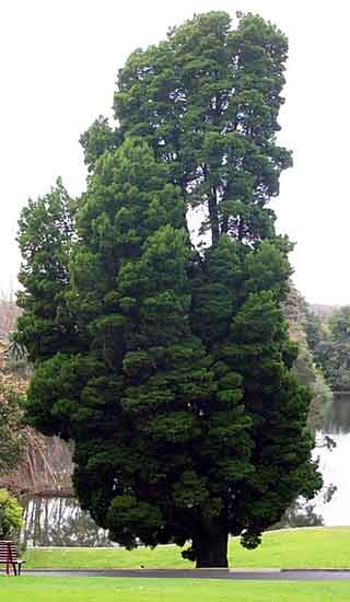 Callitris columellaris