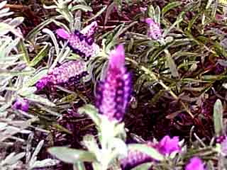 Lavandula stoechas subsp. stoechas