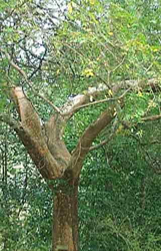 Ulmus parvifolia