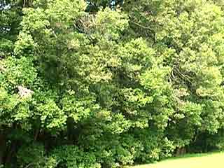 Acmena smithii
