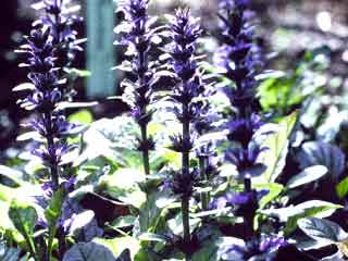 Ajuga reptans 'Multicoloris'