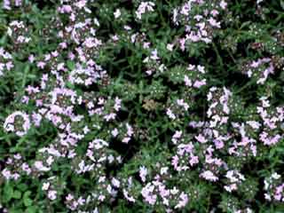 Thymus vulgaris